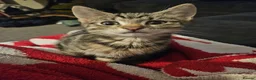 Mixed Breed cats for sale: three adorable tabby kittens - Advert 4