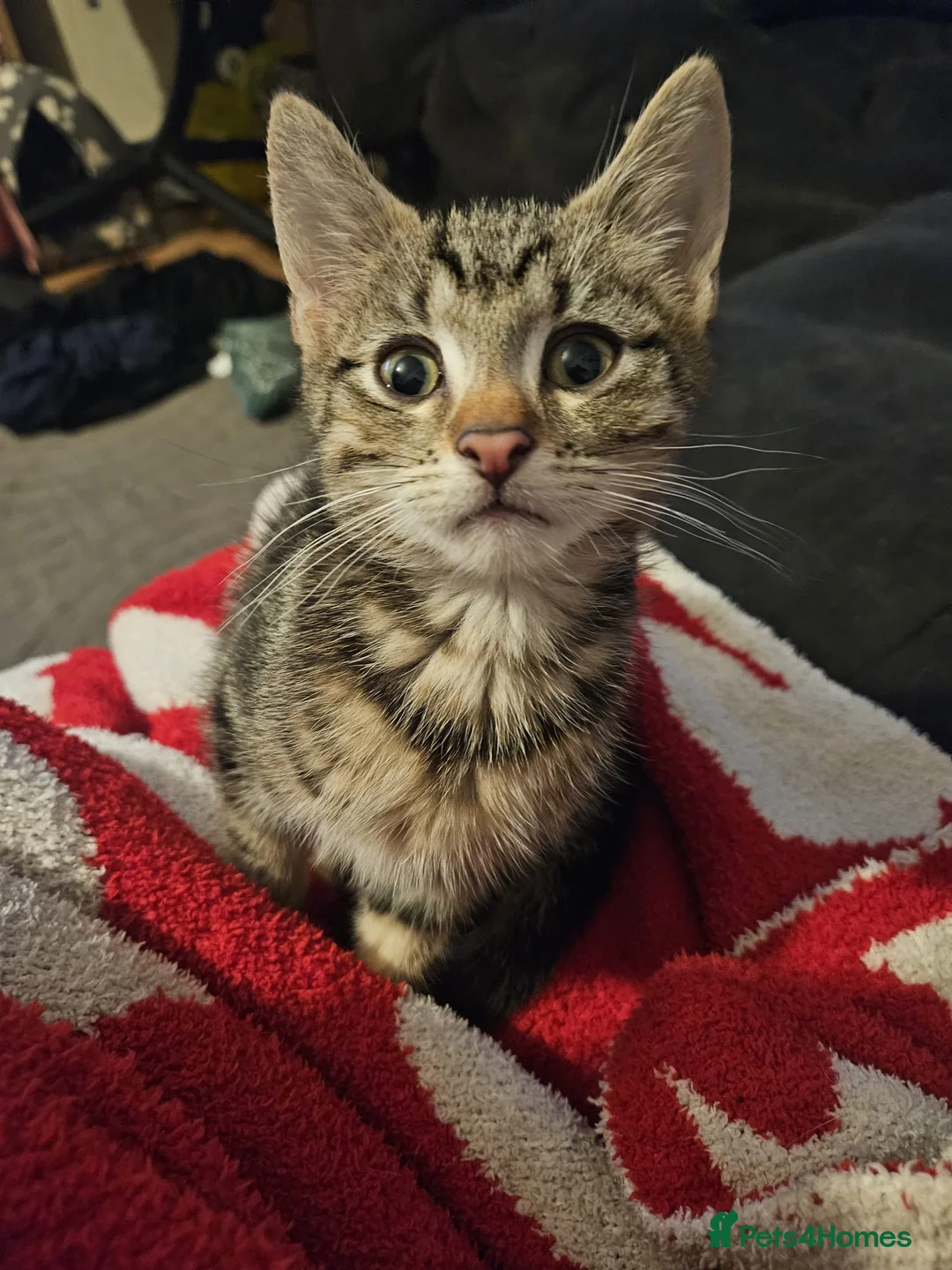 Mixed Breed cats for sale: three adorable tabby kittens - Advert 4