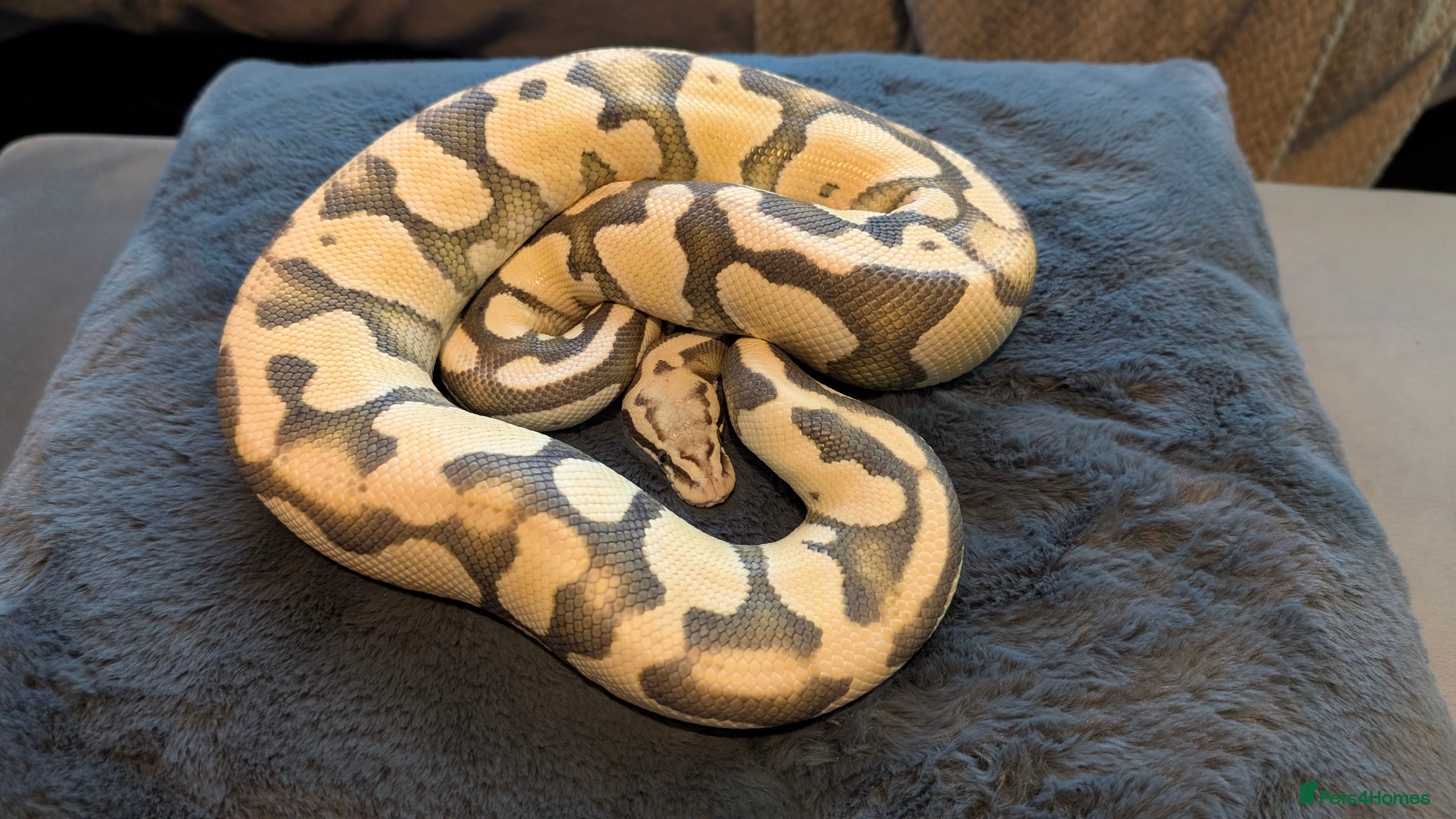 Boa Snake reptiles Firefly Desert Ghost Ball Python  - Advert 4