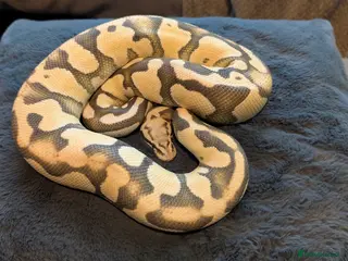 Boa Snake reptiles Firefly Desert Ghost Ball Python - Advert 4