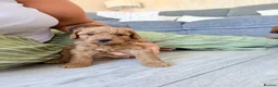 Labradoodle dogs for sale: 🌟 5 star 🌟 F1B labradoodle puppies  - Advert 8
