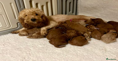 Mini Goldendoodle dogs Top Quality Miniature Goldendoodle puppies - Advert 1