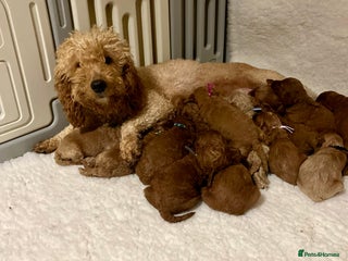 Mini Goldendoodle dogs - Advert 4