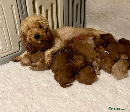 Mini Goldendoodle dogs - Advert 1