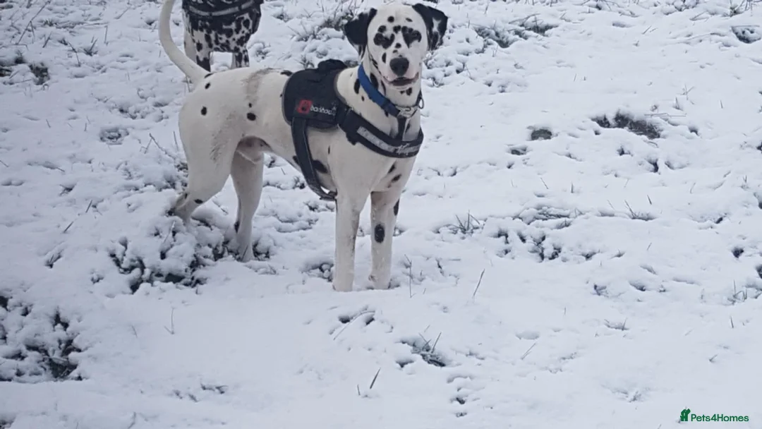 Dalmatian dogs for stud: 🔥KC Registered Dalmatian Stud–£400 (Proven) in Bootle - Advert 3