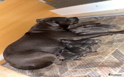 Staffordshire Bull Terrier dogs for sale: 💥READY TO LEAVE NOW 💥 PURE BLUE STAFFS PUPS🩵 in Barnsley - Image 3
