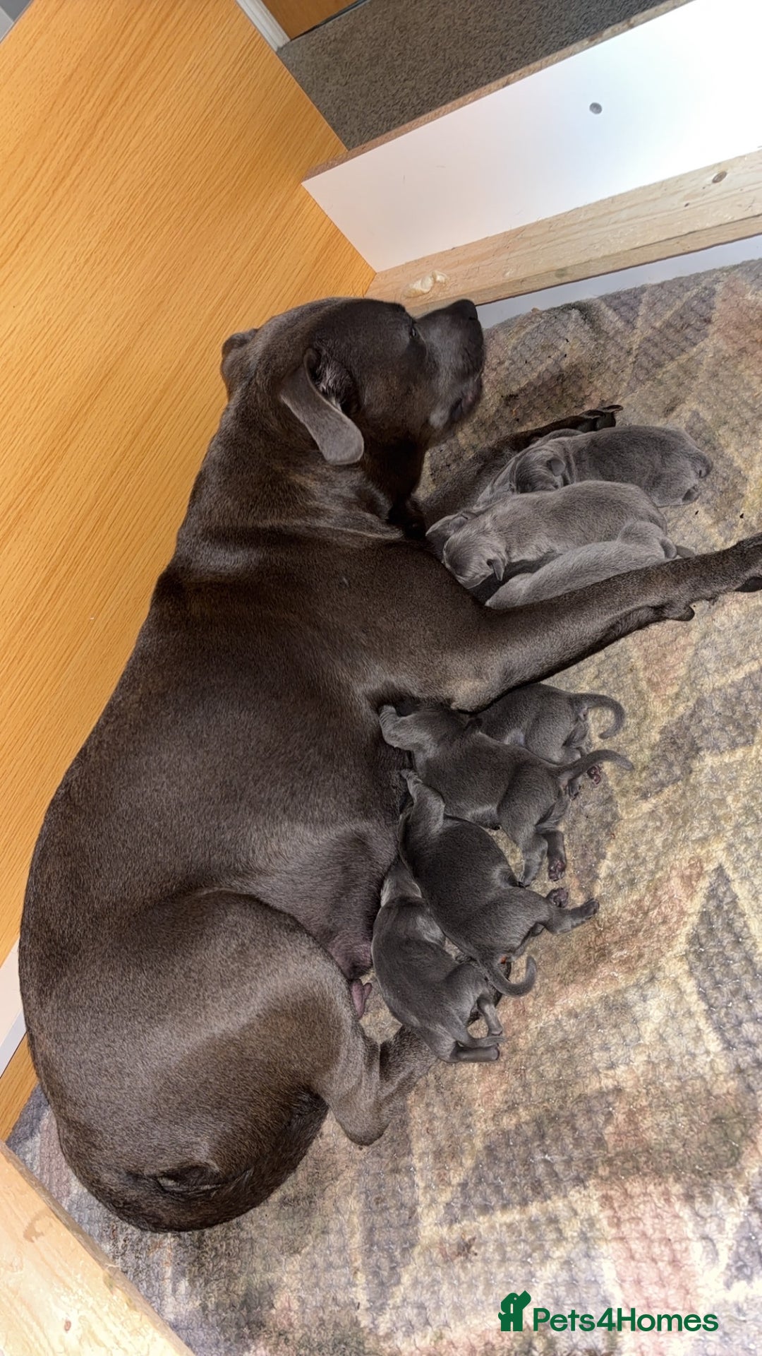 Staffordshire Bull Terrier dogs for sale: 💥READY TO LEAVE NOW 💥 PURE BLUE STAFFS PUPS🩵 in Barnsley - Image 3