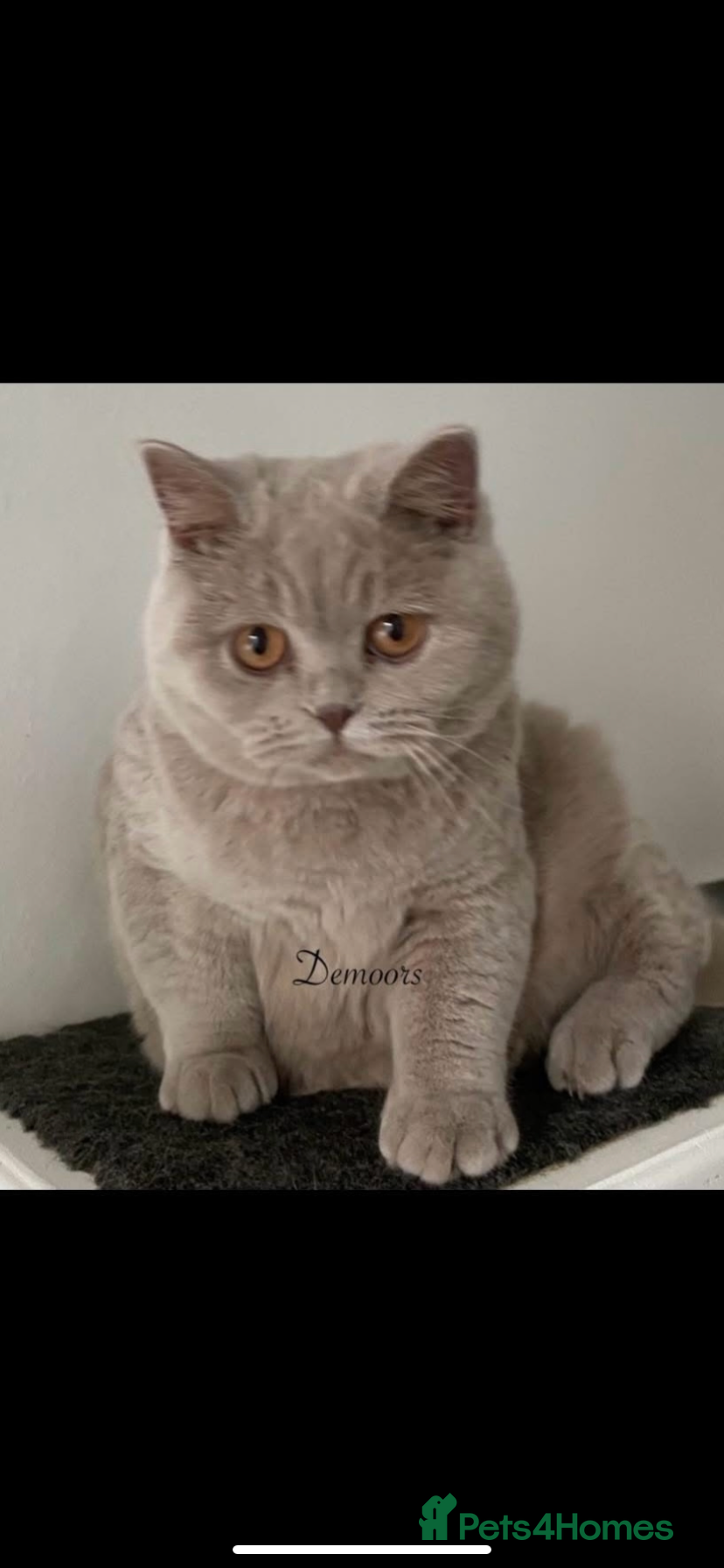 British Shorthair cats British kittens for Rehome  - Advert 2