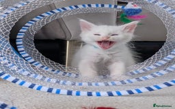 Maine Coon cats for sale: 2 Maine Coon kittens.  - Image 8