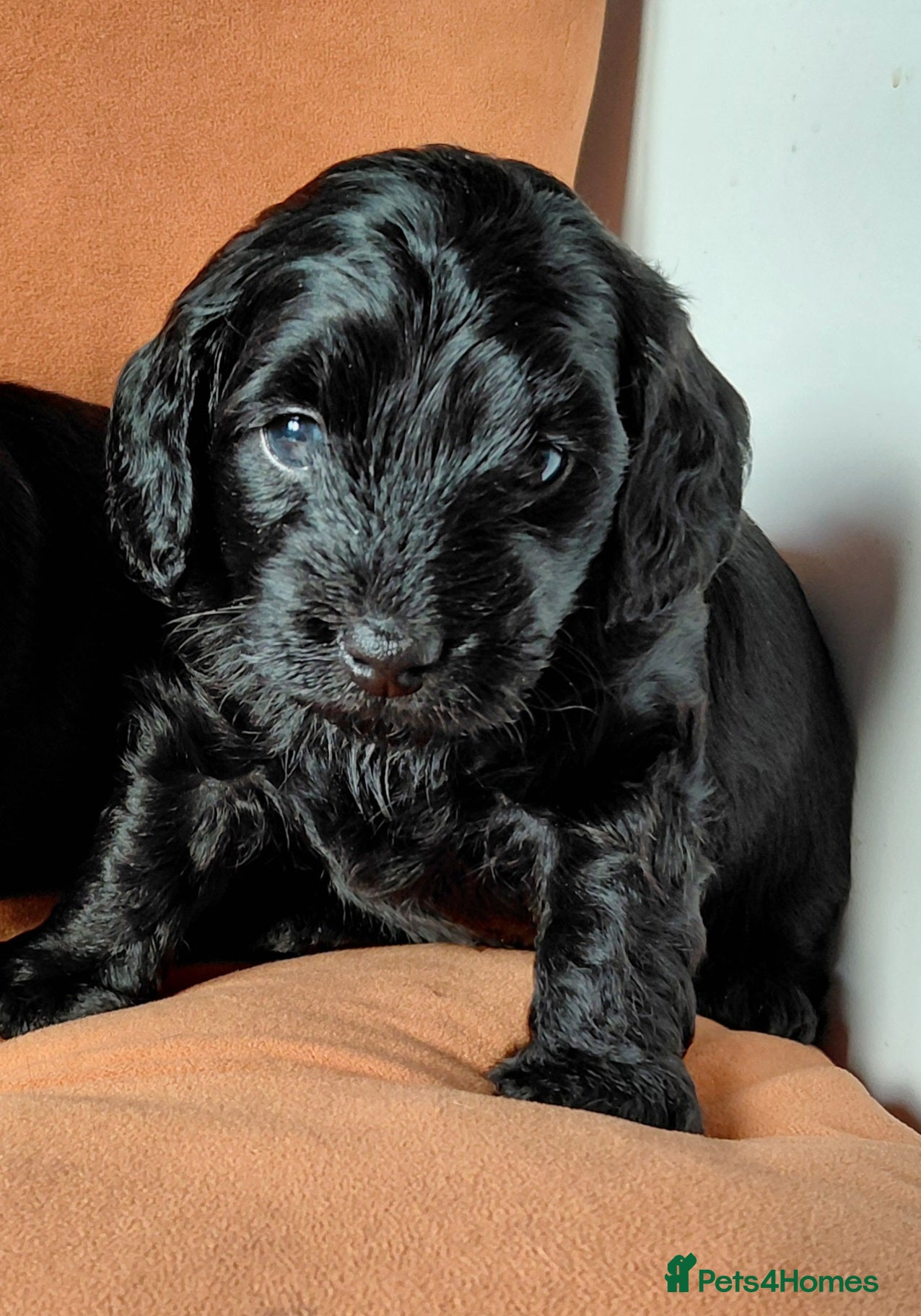 Mixed Breed dogs Doxiepoo =dachshund x poodle - Advert 2