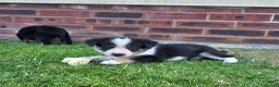 Mixed Breed dogs for sale: Gorgeous Border Collie Cross Puppies - Advert 6
