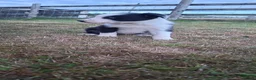 Border Collie dogs for sale: 4 gorgeous collie pups in Brecon - Advert 3