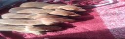 Dachshund dogs for sale: Dashonds - Advert 8