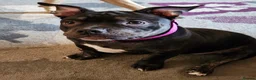 German Shepherd dogs for sale: Female gsd and pocket bully for sale  in Mansfield - Advert 11