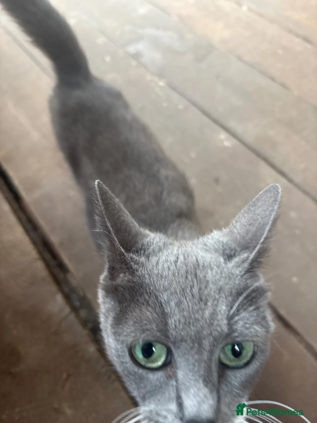 British Longhair cats for sale: 5 adorable kittens seeking forever homes - Advert 1