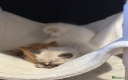 Ragdoll cats for sale: Ragdoll mix kittens (Only 1 Boy Left) - Image 13