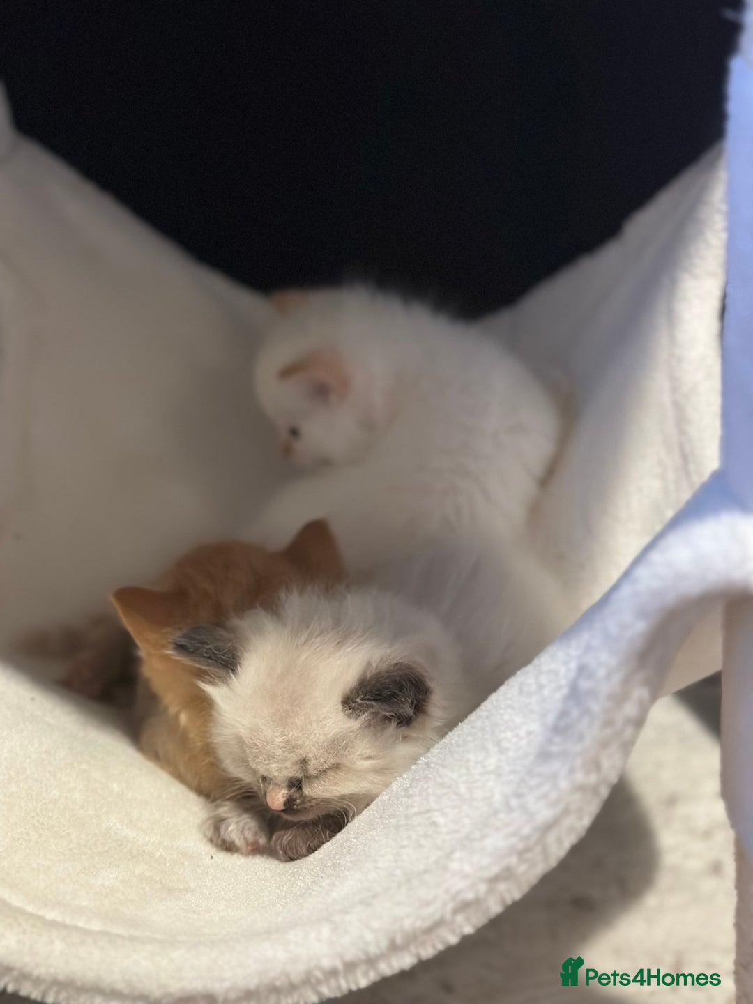 Ragdoll cats for sale: Ragdoll mix kittens (Only 1 Boy Left) - Image 13