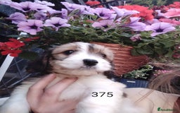 Cavachon dogs for sale: Beautiful F1 cavachons  - Image 7