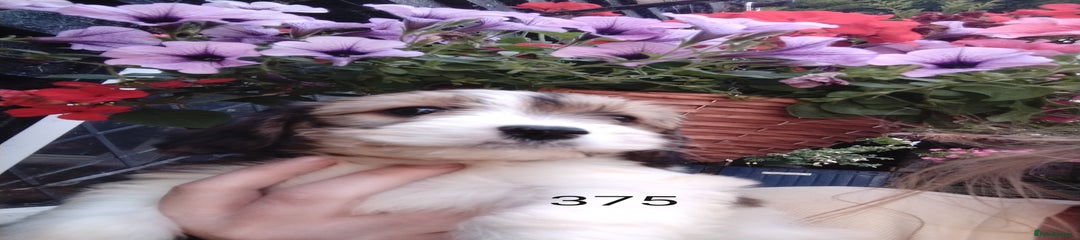 Cavachon Puppy 5