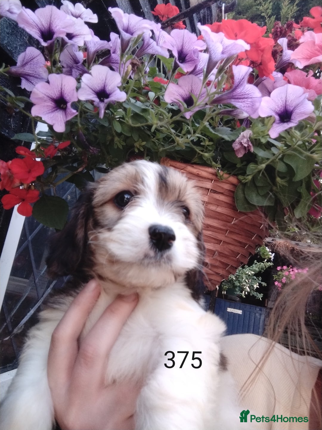 Cavachon dogs for sale: Beautiful F1 cavachons  - Image 7