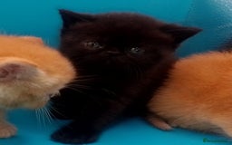 Exotic cats for sale:  Exotic British shorthair  - Image 21