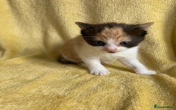 Maine Coon cats for sale: Maine coon x - Image 4