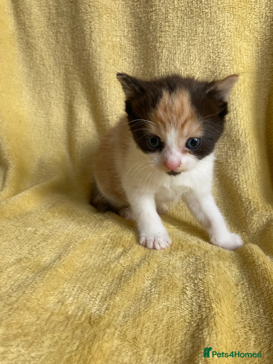 Maine Coon cats for sale: Maine coon x - Image 4