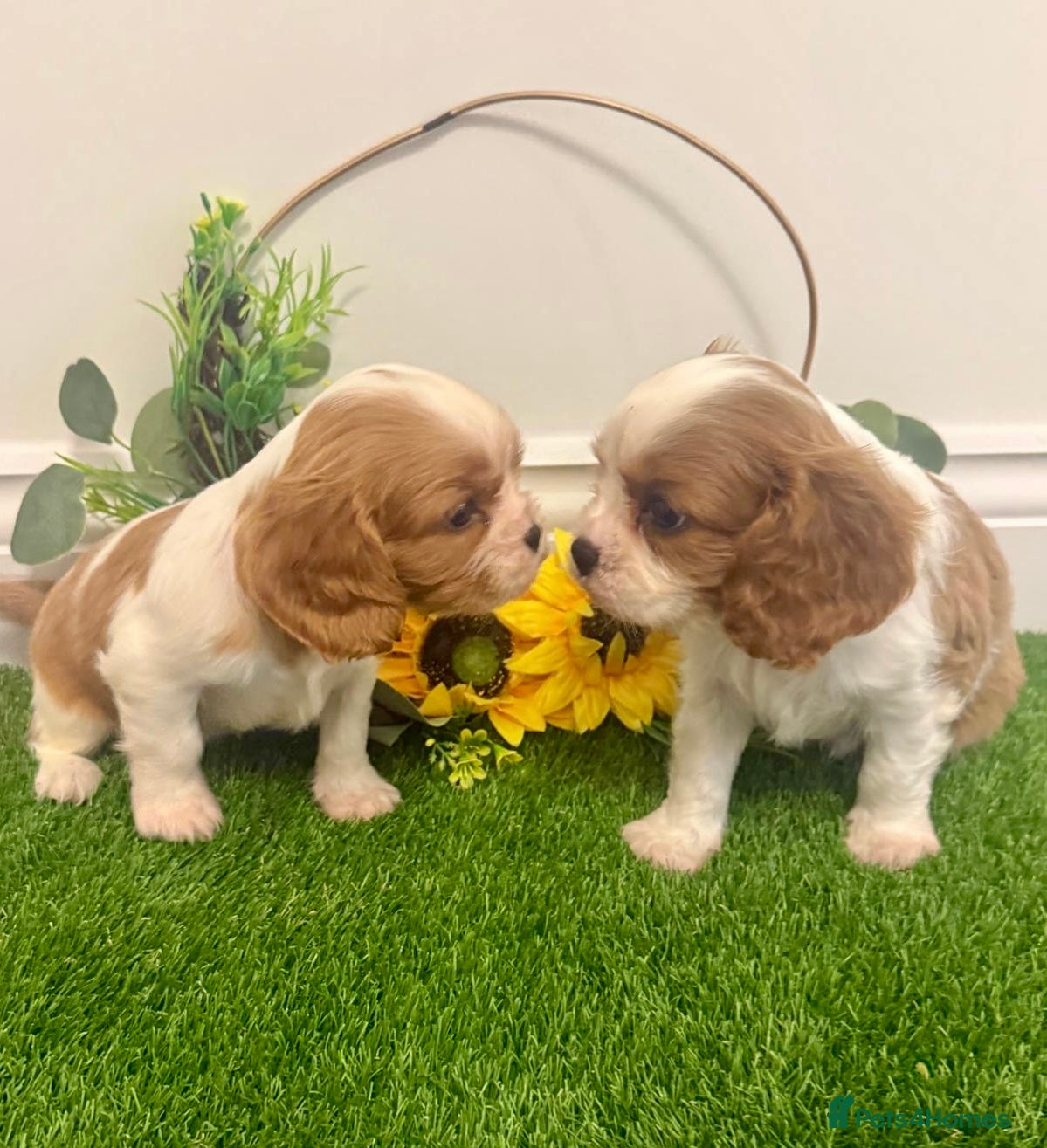Cavalier King Charles Spaniel dogs KC Cavalier King Charles Spaniel 🧬 Tested Parents - Advert 1