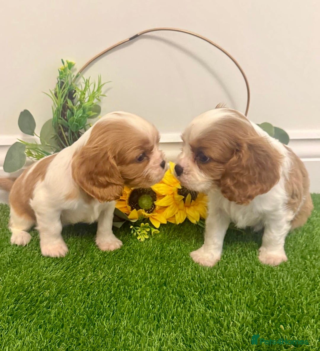 Cavalier King Charles Spaniel dogs for sale: KC Cavalier King Charles Spaniel 🧬 Tested Parents - Advert 2
