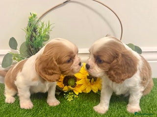 Cavalier King Charles Spaniel dogs KC Cavalier King Charles Spaniel 🧬 Tested Parents - Advert 1
