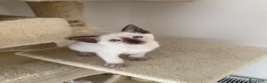 Siamese Kitten 4