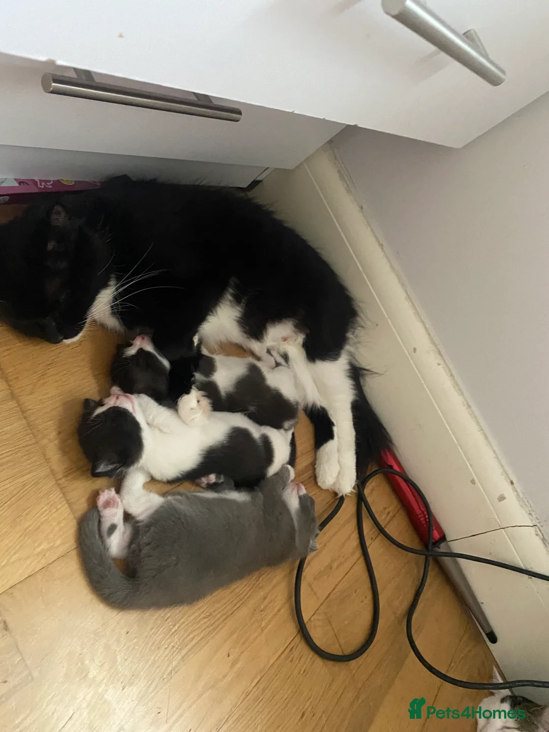Mixed Breed cats for sale: 3 adorable kittens 2Males and 1Femal  in Stanmore - Advert 2