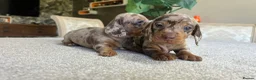 Miniature Dachshund dogs for sale: KC Mini Dachshund Puppies – Dapple & Chocolate - Advert 6