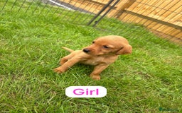 Labrador Retriever dogs for sale: Labrador Retriever Puppies  - Image 7