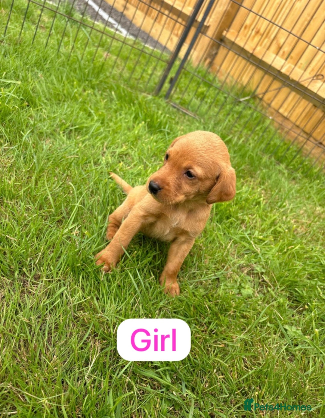 Labrador Retriever dogs for sale: Labrador Retriever Puppies  - Image 7