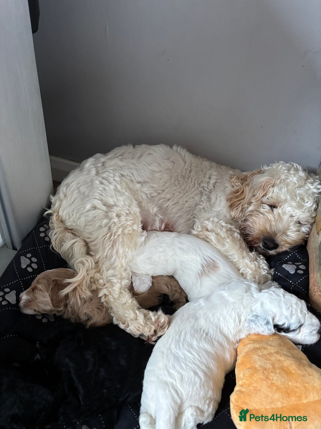 Cockapoo dogs for sale: Adorable Cockapoo Puppies - First Litter  - Advert 5