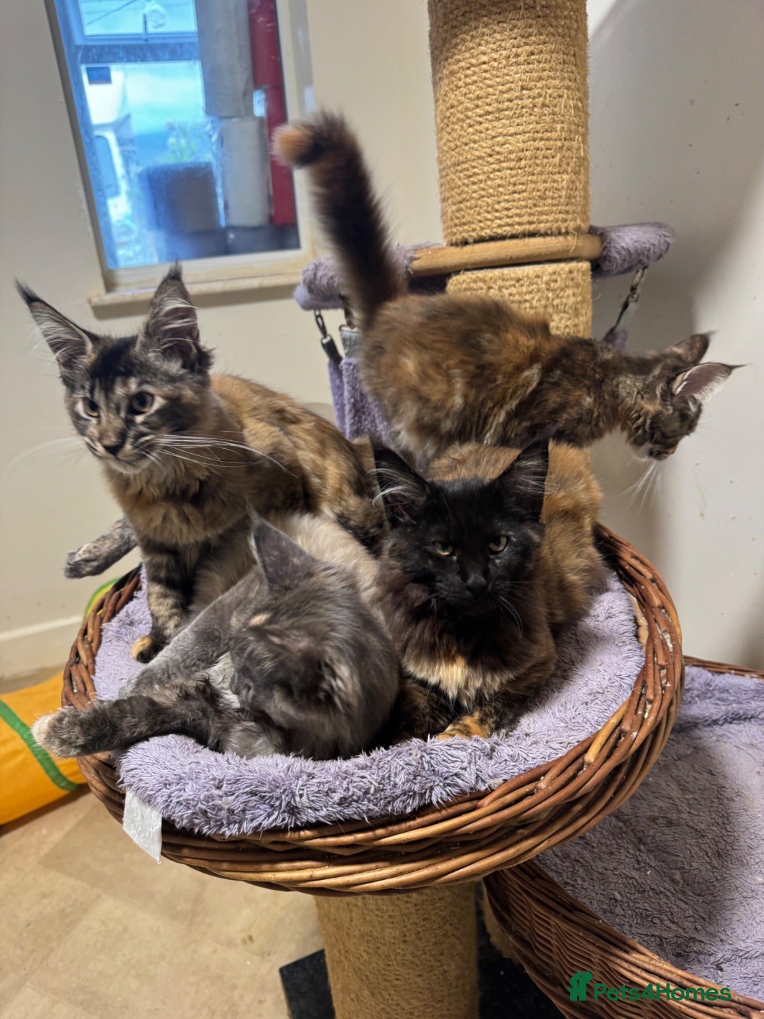 Maine Coon cats READY TO LEAVE NOW GCCF PEDIGREE MAINECOON KITTENS - Advert 2