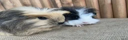 Guinea Pig rodents for sale: Baby girls - Advert 5