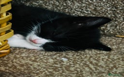 Mixed Breed cats for sale: 4 fluffy kittens  - Image 4