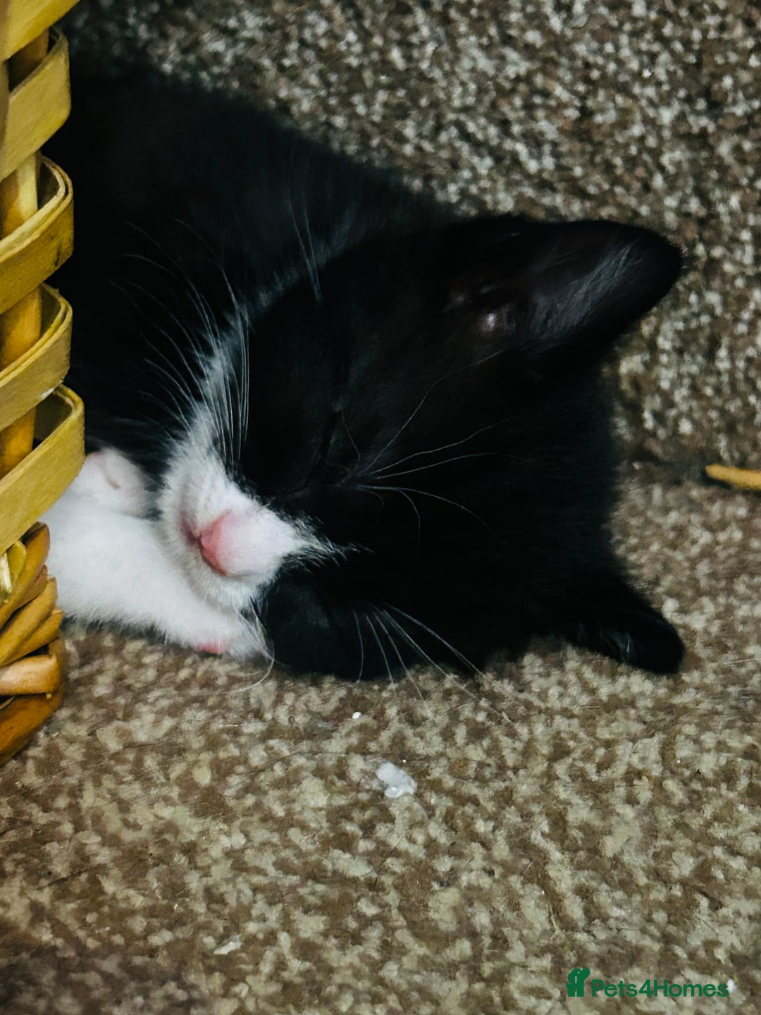 Mixed Breed cats for sale: 4 fluffy kittens  - Image 4