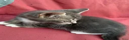 Mixed Breed cats for sale: 4 Adorable Kittens Ready for Forever Homes - Advert 8