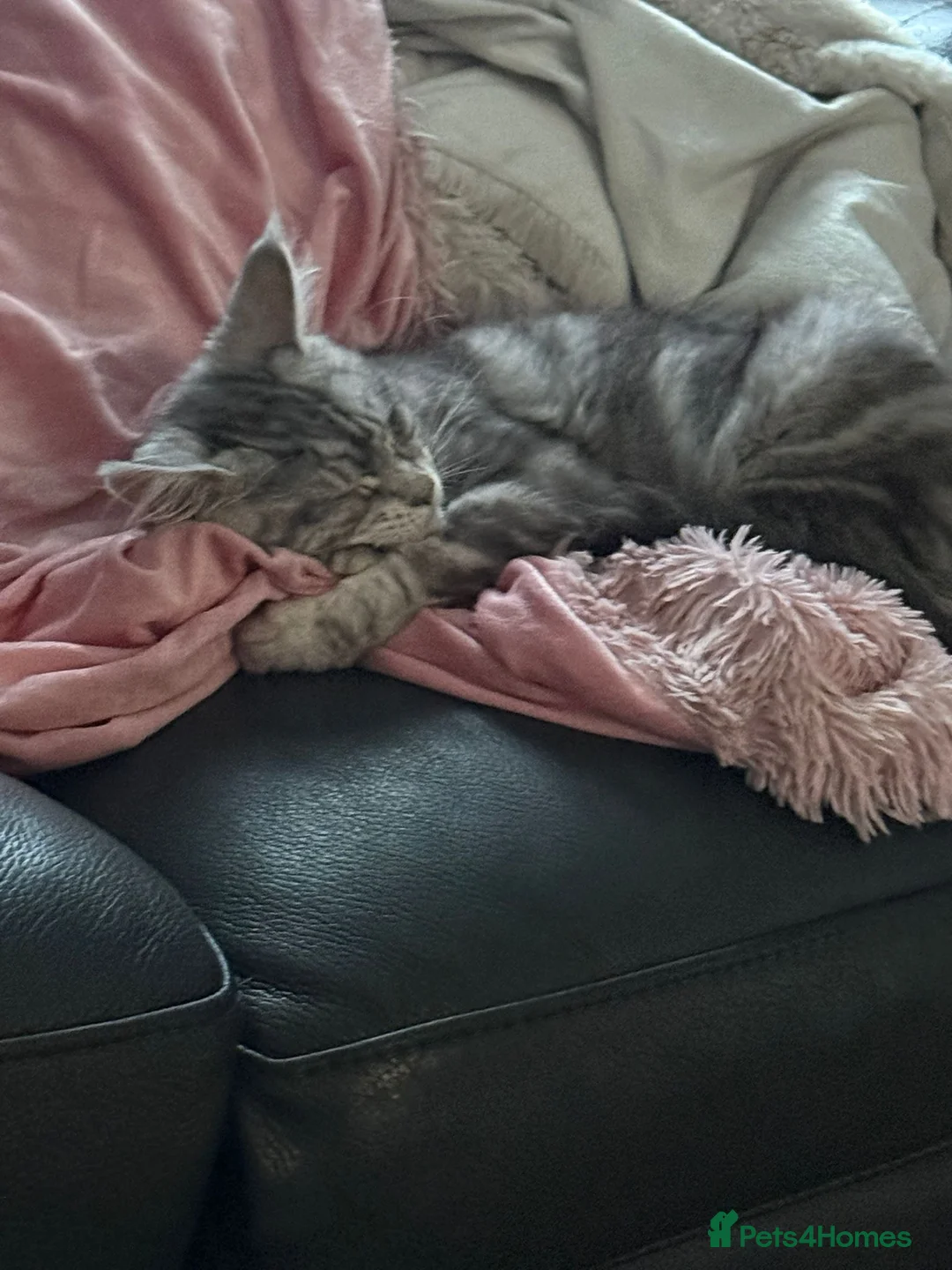 Maine Coon cats for sale: Stunning young TICA reg Maine Coon female.  - Advert 2