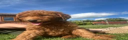 Labradoodle dogs for sale: Ready F1b labradoodle curl red health test parent  - Advert 25