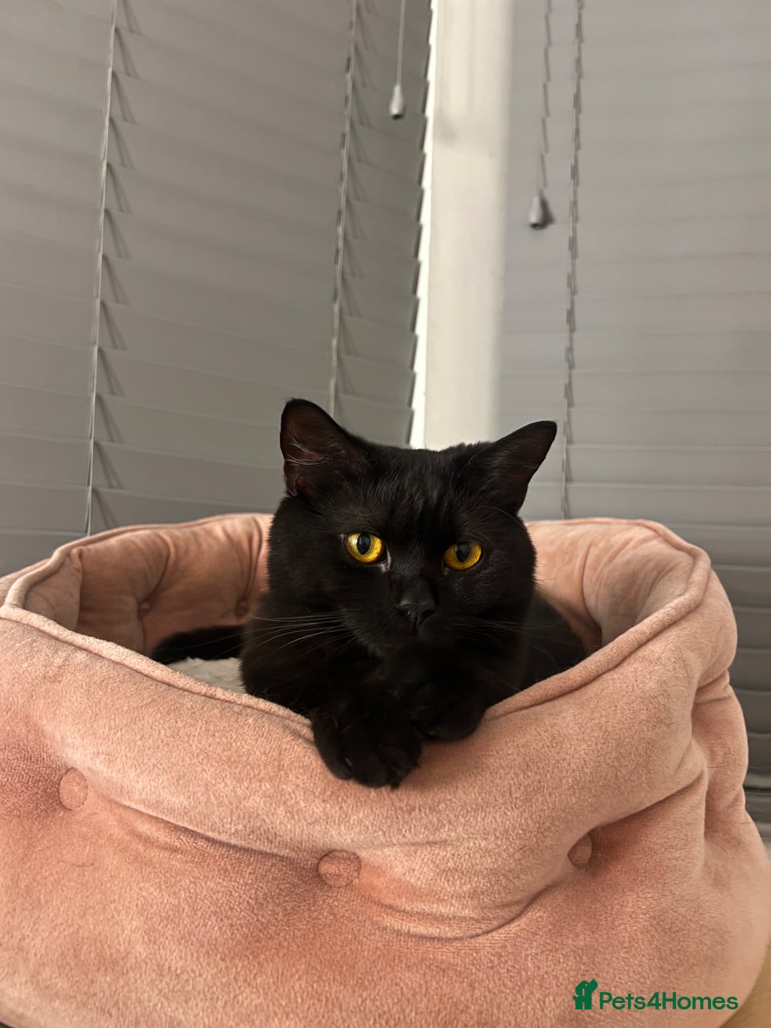 British Shorthair cats for sale: Black Smoke British Shorthair Kitten - Shadow - Advert 3