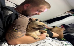 French Bulldog dogs for sale: french bulldog  - Image 1