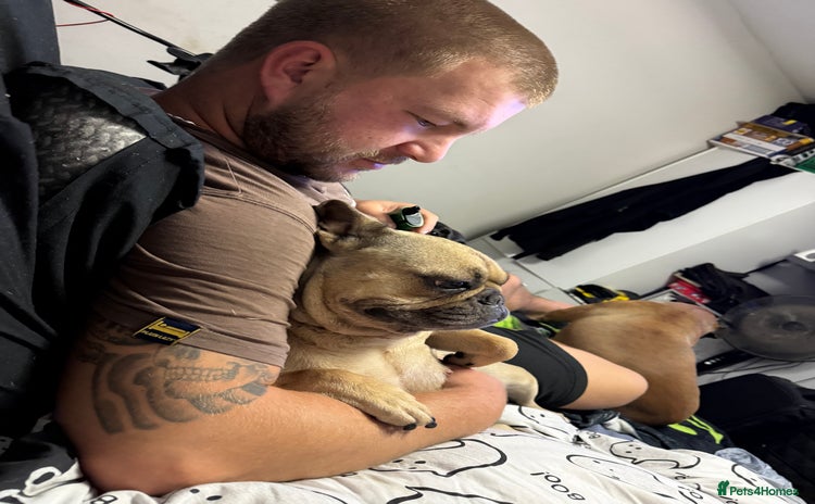 French Bulldog dogs - Advert 1