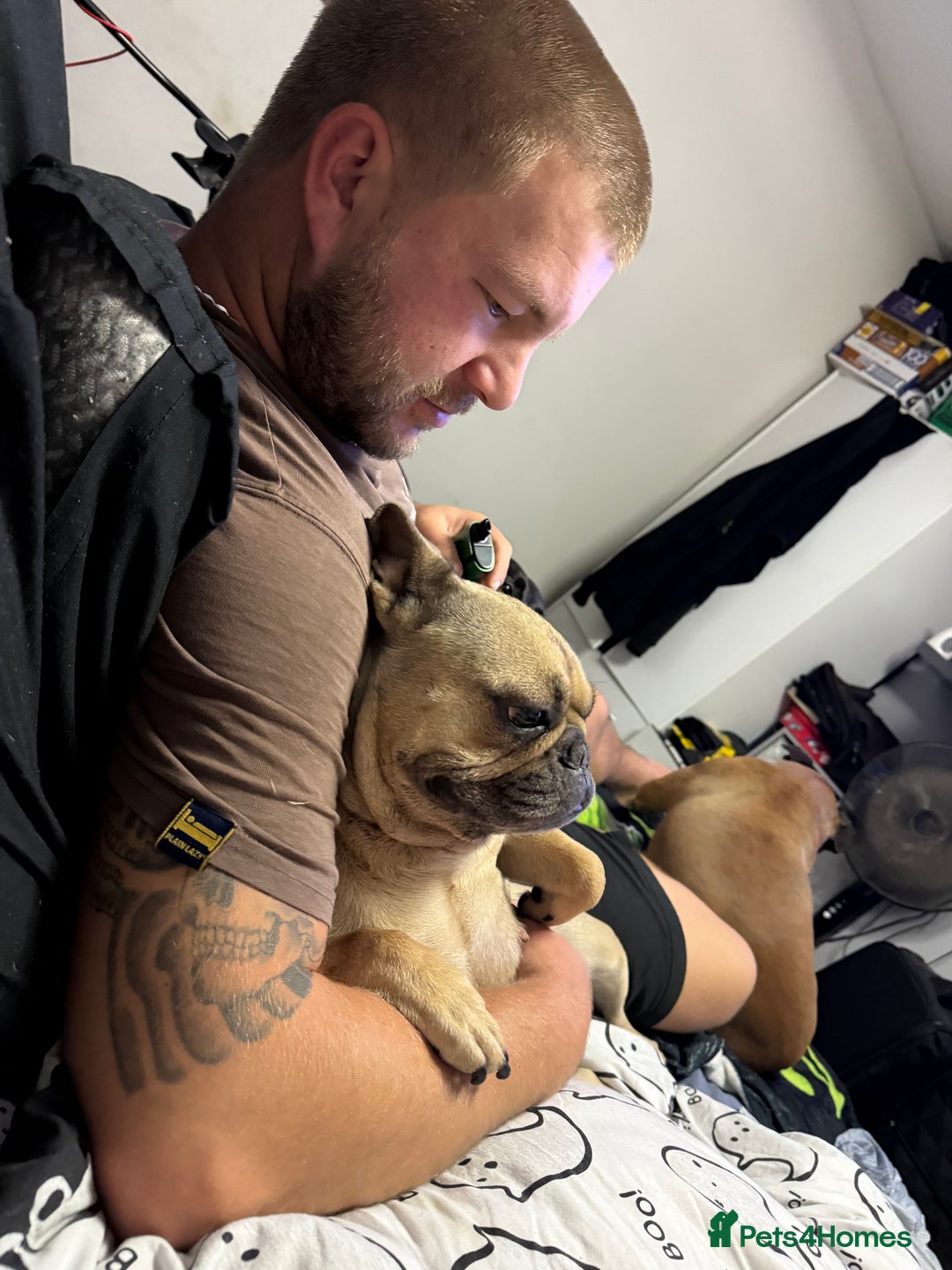 French Bulldog dogs for sale: french bulldog  - Image 1