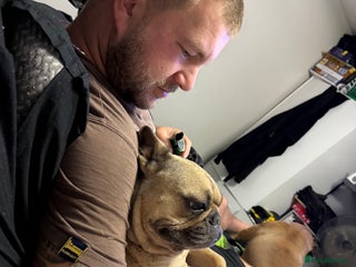 French Bulldog dogs for sale - Advert 1