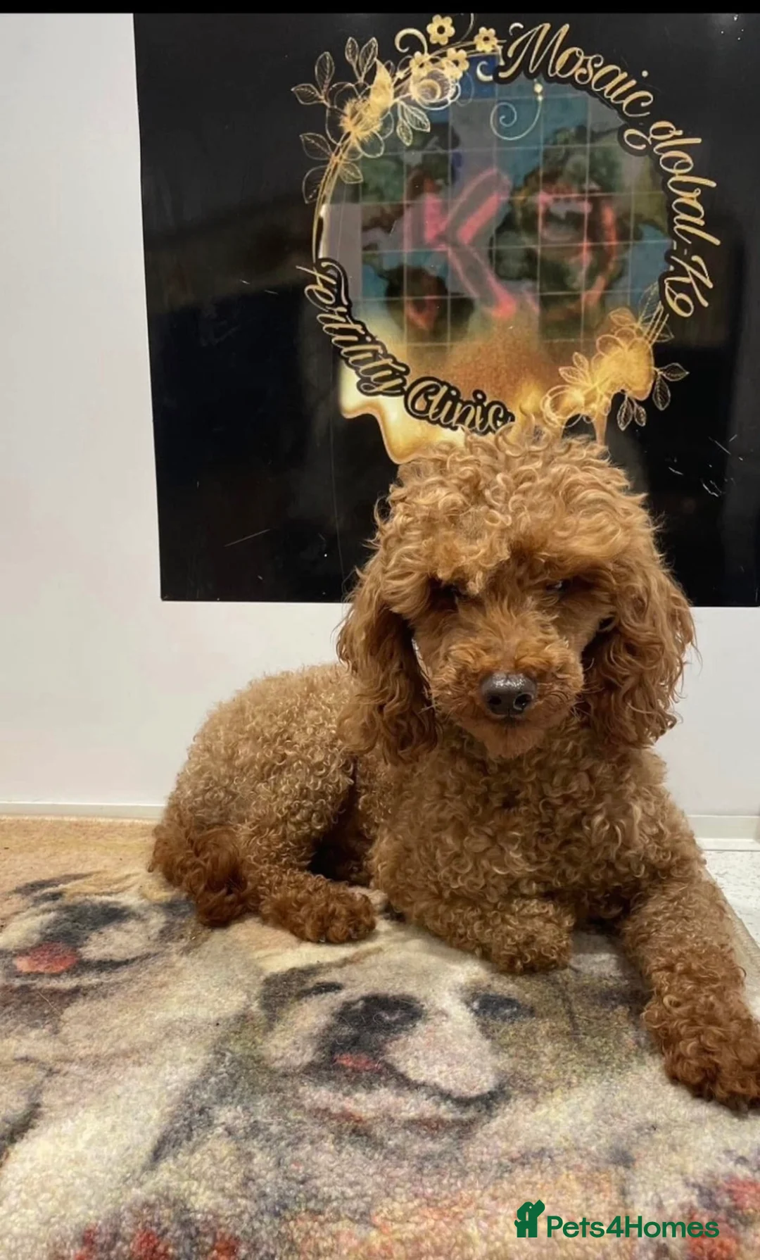 Toy Poodle dogs for sale: Tiny Toy Poodles - Advert 5