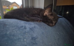 Mixed Breed cats for sale: Fluffy kittens - Image 8